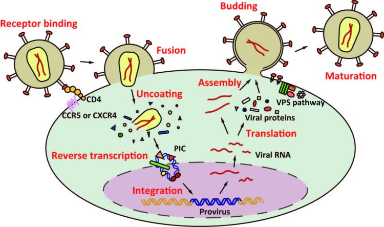 HIV Lifecycle