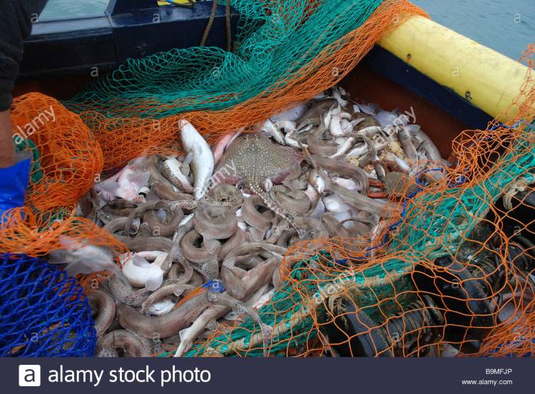 mixed-species-fish-catch-in-trawl-net-cod-end-emptied-onto-the-deck-B9MFJP