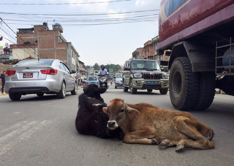 Kathmandu Cow