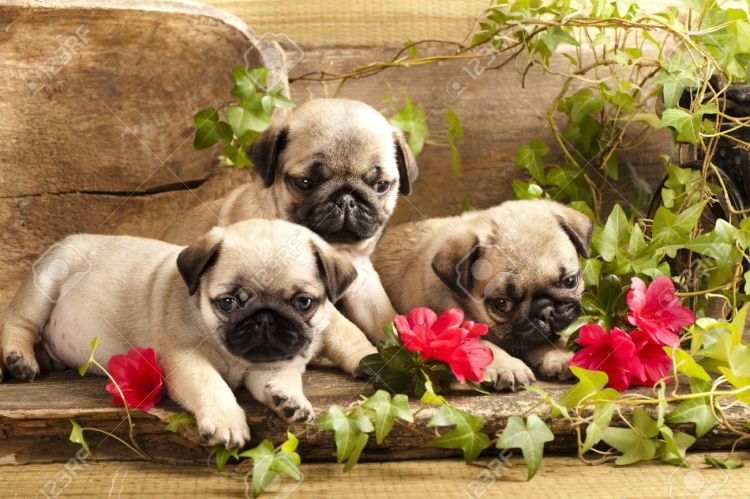 Puppies and flowers