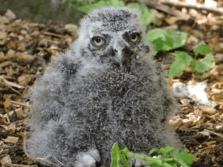 Owlet